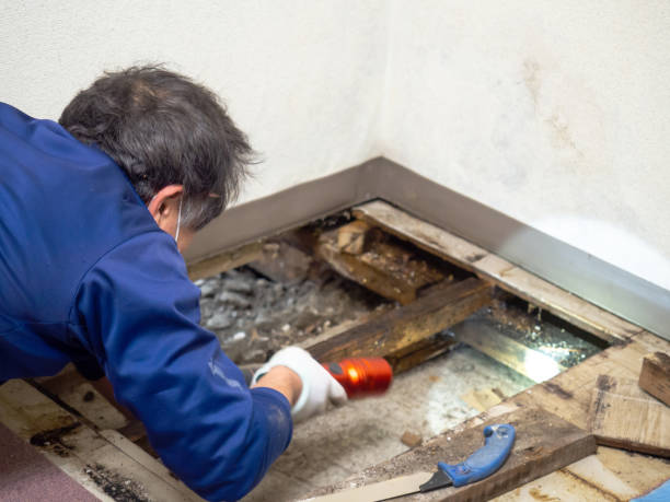 Best Professional Mold Removal  in Anaconda, MT