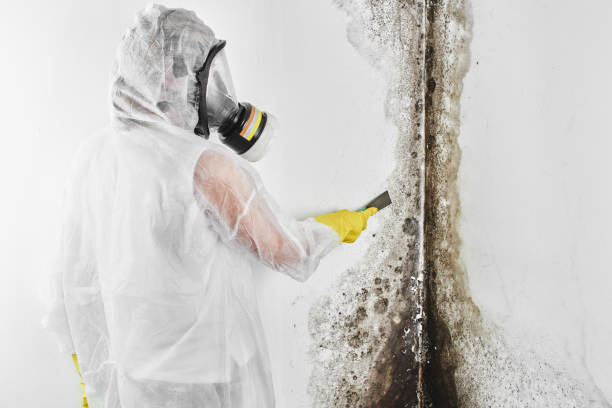 Best Toxic Mold Removal  in Anaconda, MT