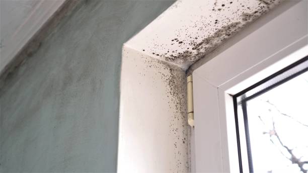 Best Attic Mold Removal  in Anaconda, MT