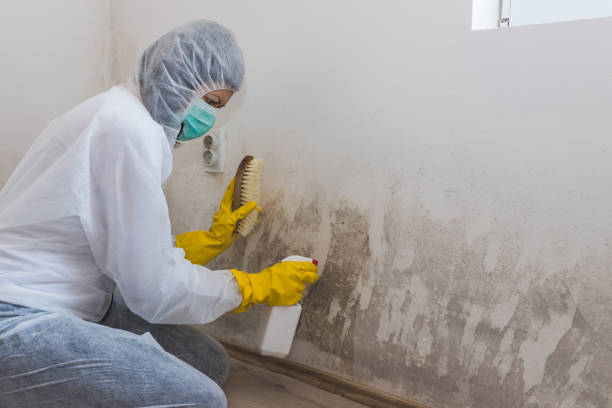 Best Toxic Mold Removal  in Anaconda, MT