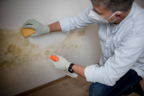 Best Mold Damage Repair  in Anaconda, MT