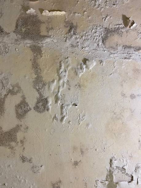 Best Same-Day Mold Removal  in Anaconda, MT