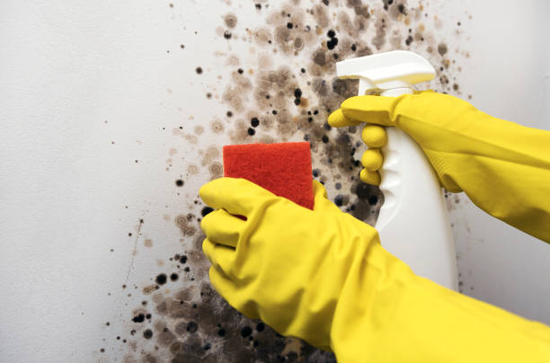 Best Best Mold Removal Companies  in Anaconda, MT