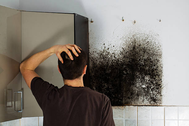 Best Mold Removal Near Me  in Anaconda, MT