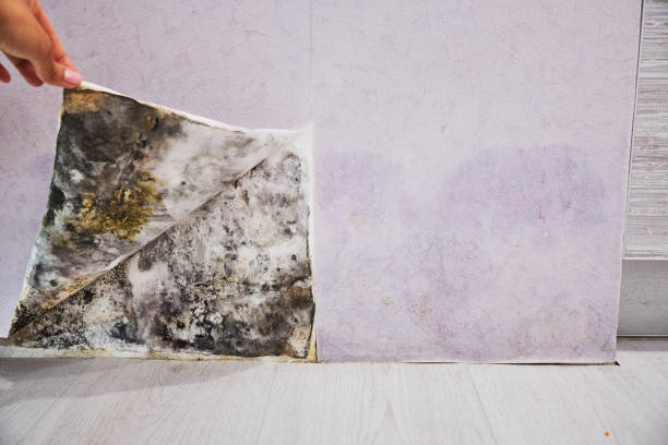 Best Mold Damage Repair  in Anaconda, MT